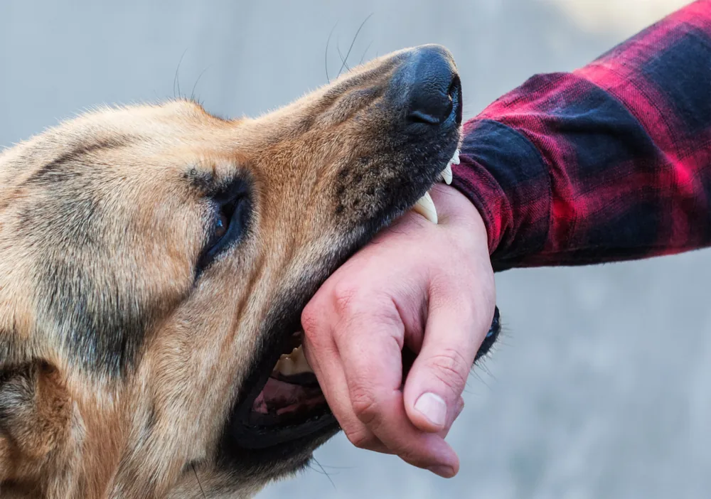 Dog Bite Accident Lawyers in Las Vegas