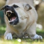 dog bite accident and injuries