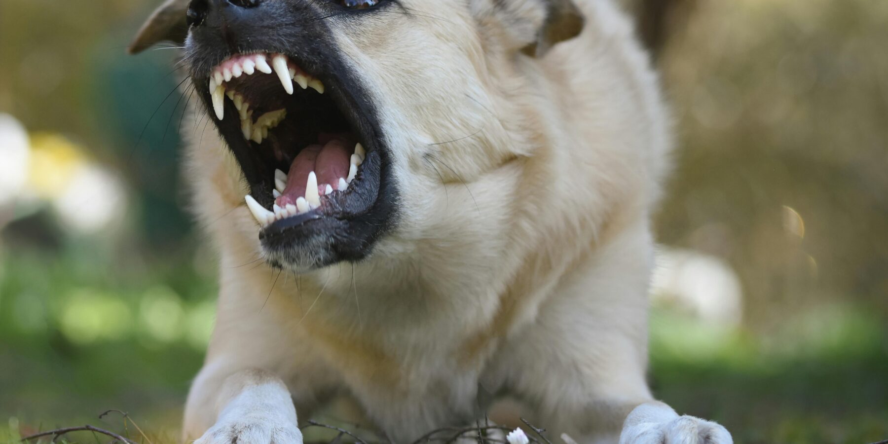 dog bite accident and injuries