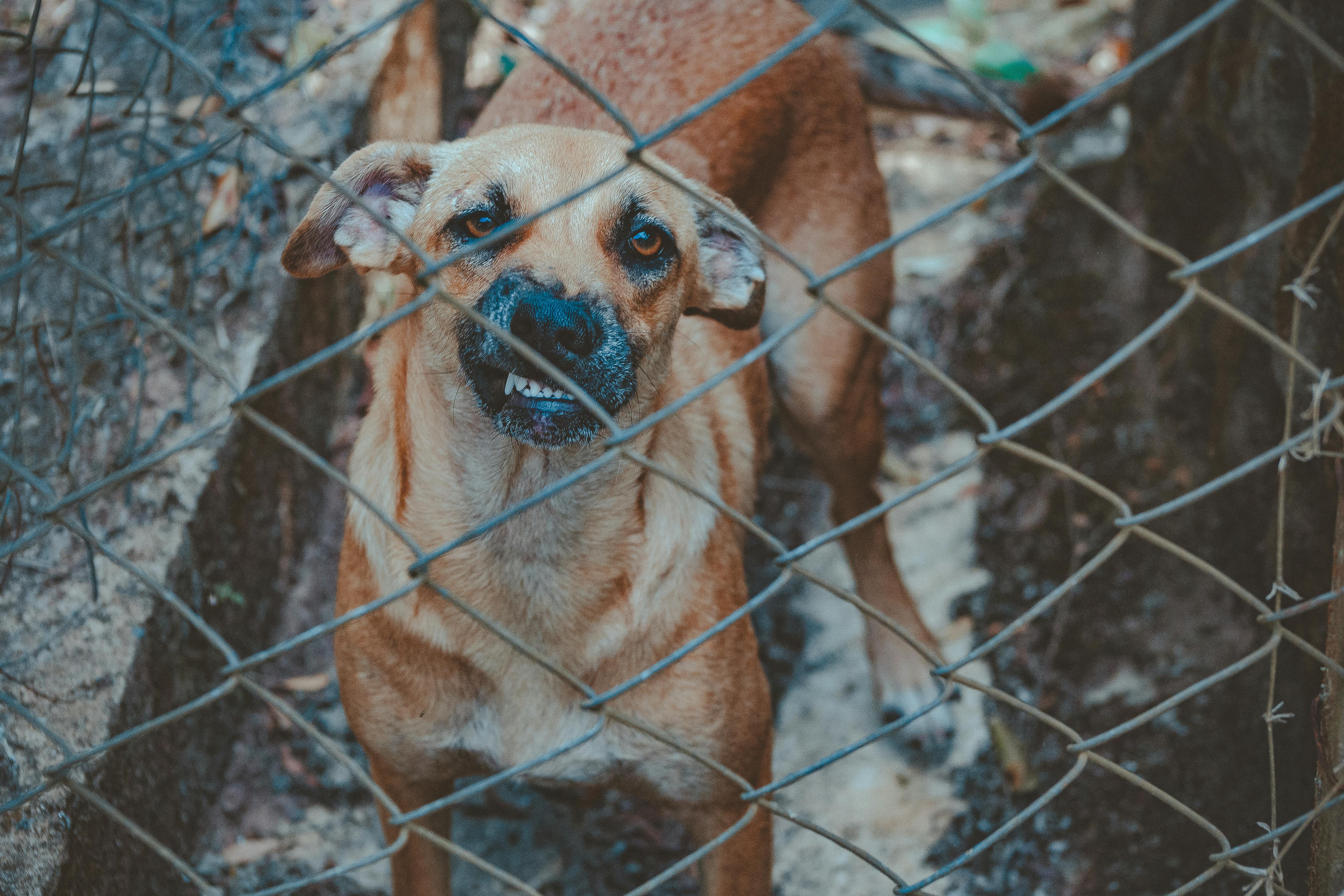 angry dog bite