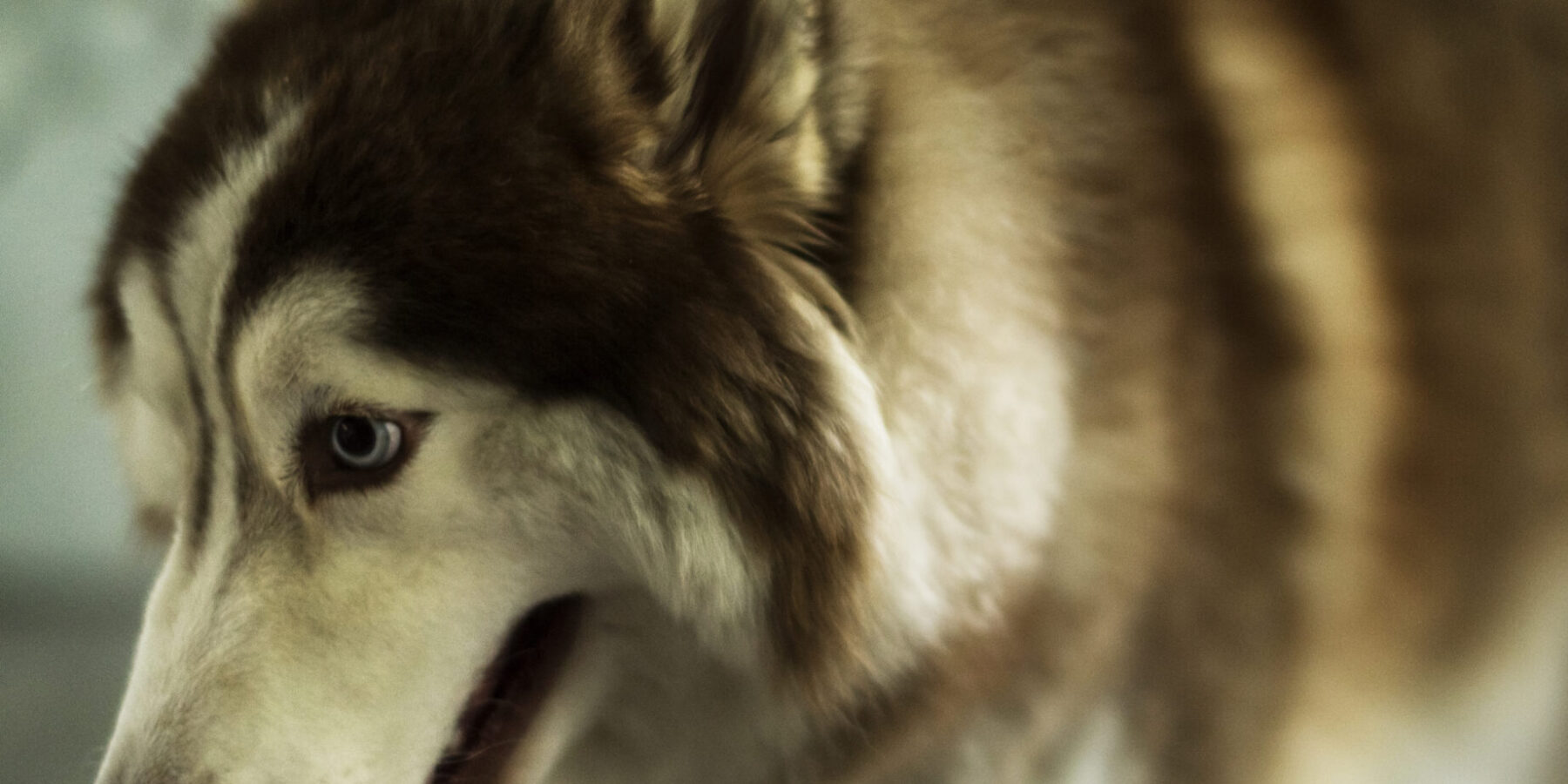 Dog Bite Accident Attorney in Summerlin